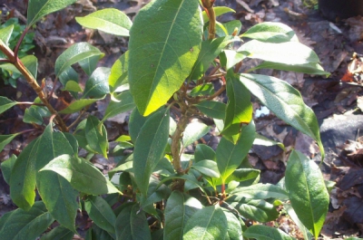 hydrangea seemanii