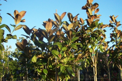 magnolia grandiflora gloriosa