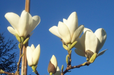 magnolia soulangeana alba superba