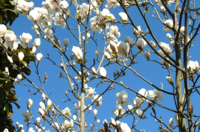 magnolia picture x white giant
