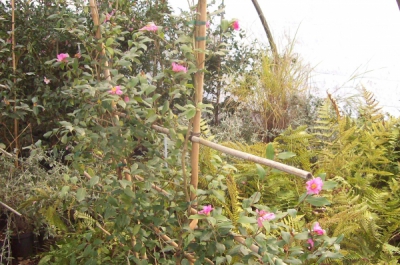 camelias sasanqua paliss