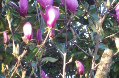 magnolia soulangeana nigra