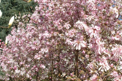 magnolia loebneri leonard messel