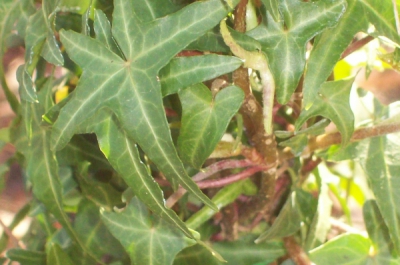 hedera sagittifolia
