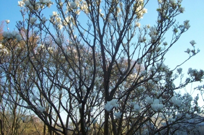 magnolia soulangeana alba superba