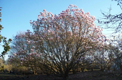 magnolia verbanica