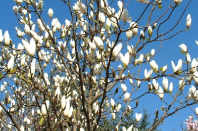 magnolia tina durio
