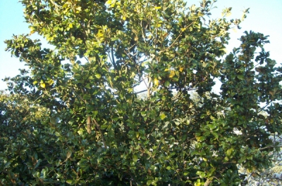 magnolia grandiflora treviensis