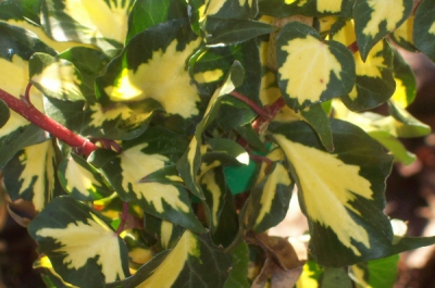 hedera oro di bogliasco