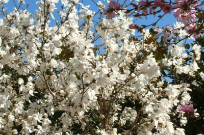magnolia loebneri meril 