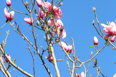 magnolia star war