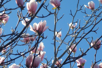 magnolia veitchii